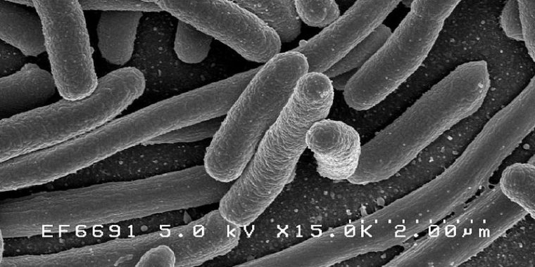 bacteriile intestinale pierd grăsime